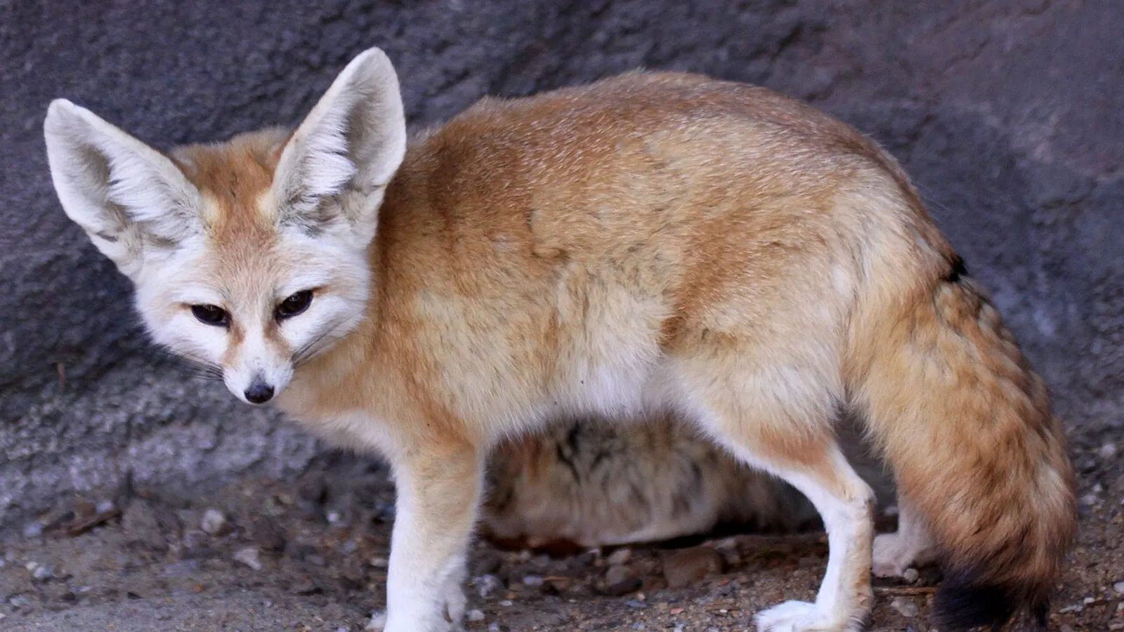 Fennec (Vulpes zerda)