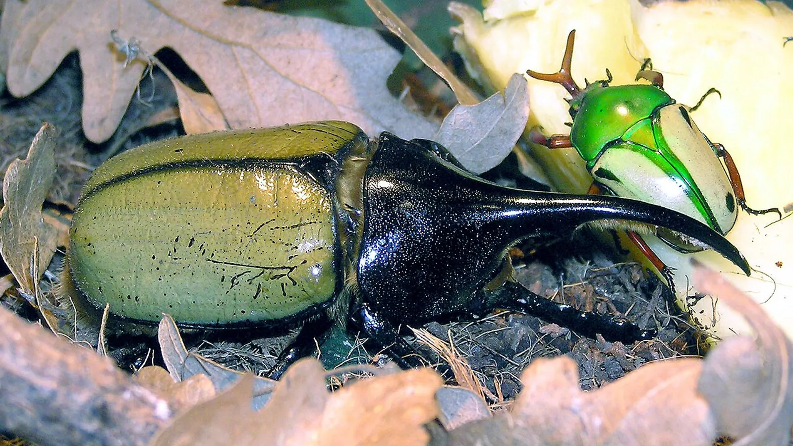 Scarabeo ercole (Dynastes hercules)
