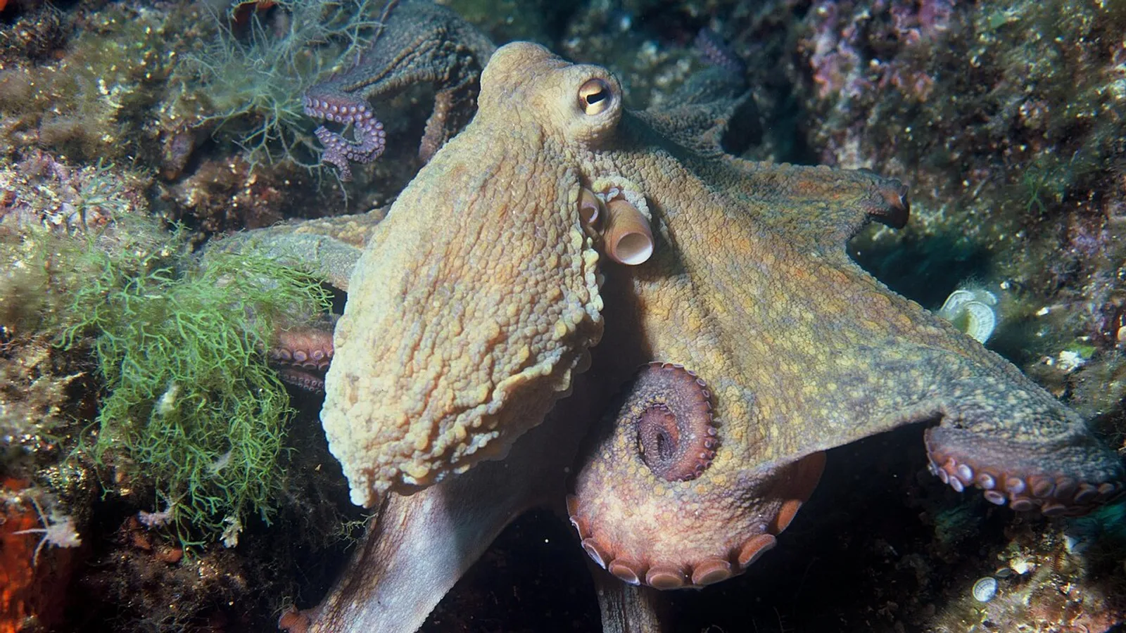 Polpo comune (Octopus vulgaris)