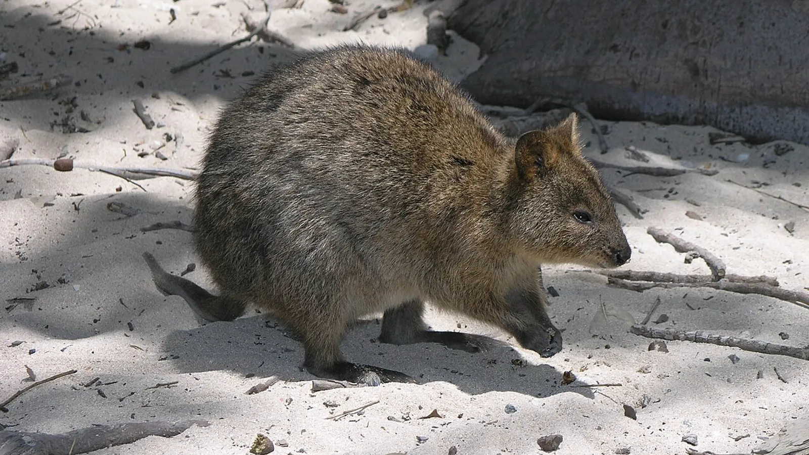 Quokka (Setonix brachyurus)