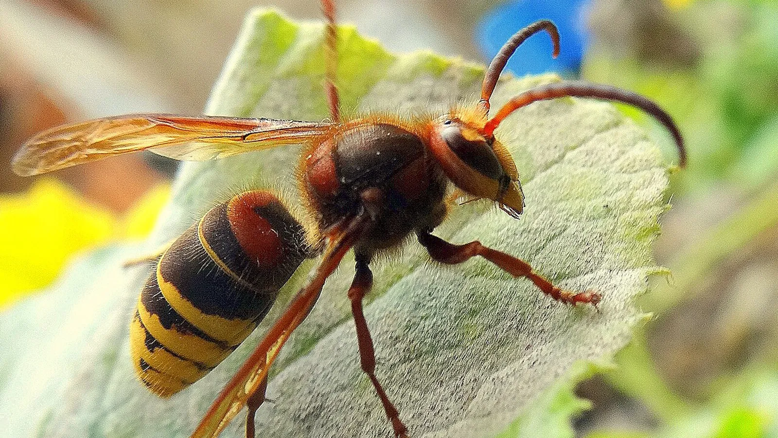 Calabrone (Vespa crabro)