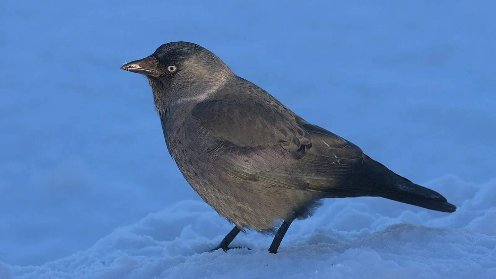 Taccola (Corvus monedula)