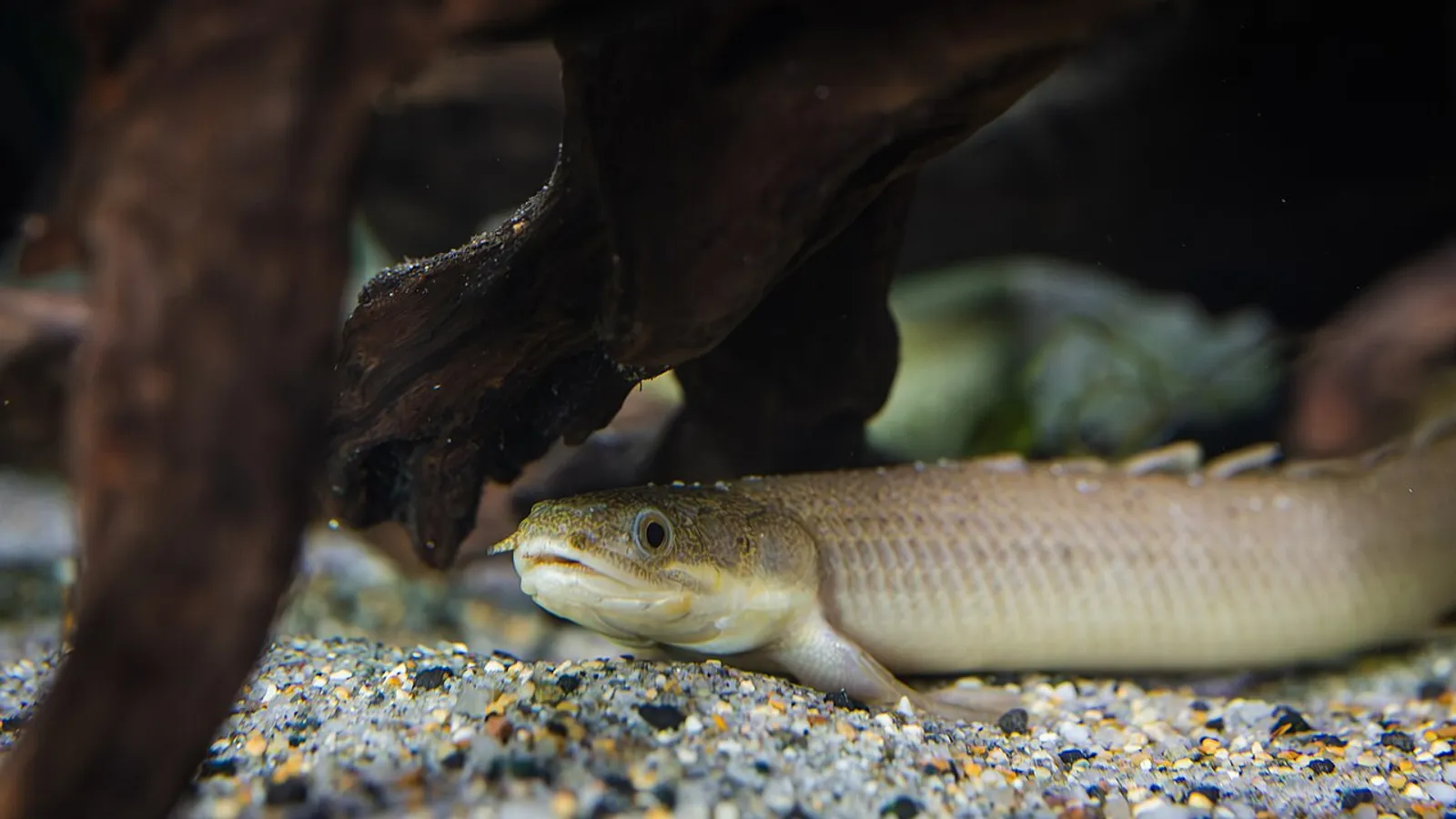 Bichir del Senegal (Polypterus senegalus)