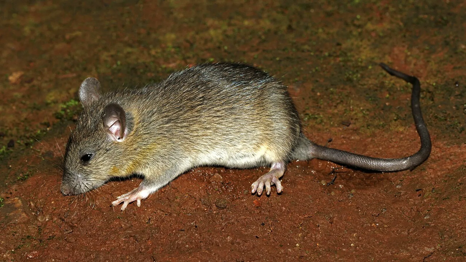 Black rat (Rattus rattus)