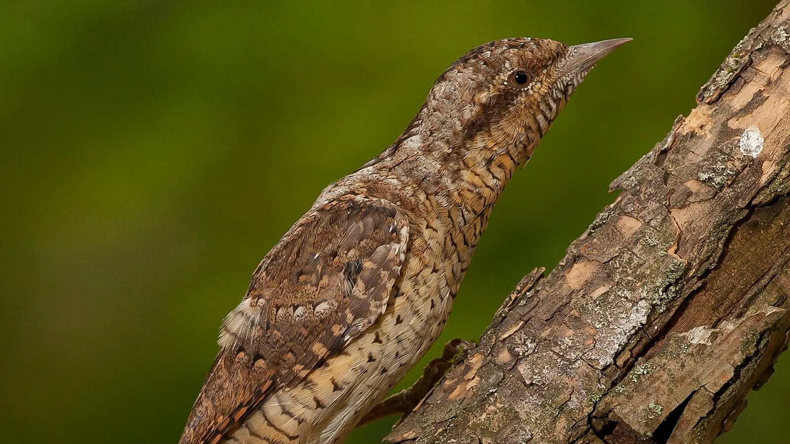 Eurasian wryneck (Jynx torquilla)