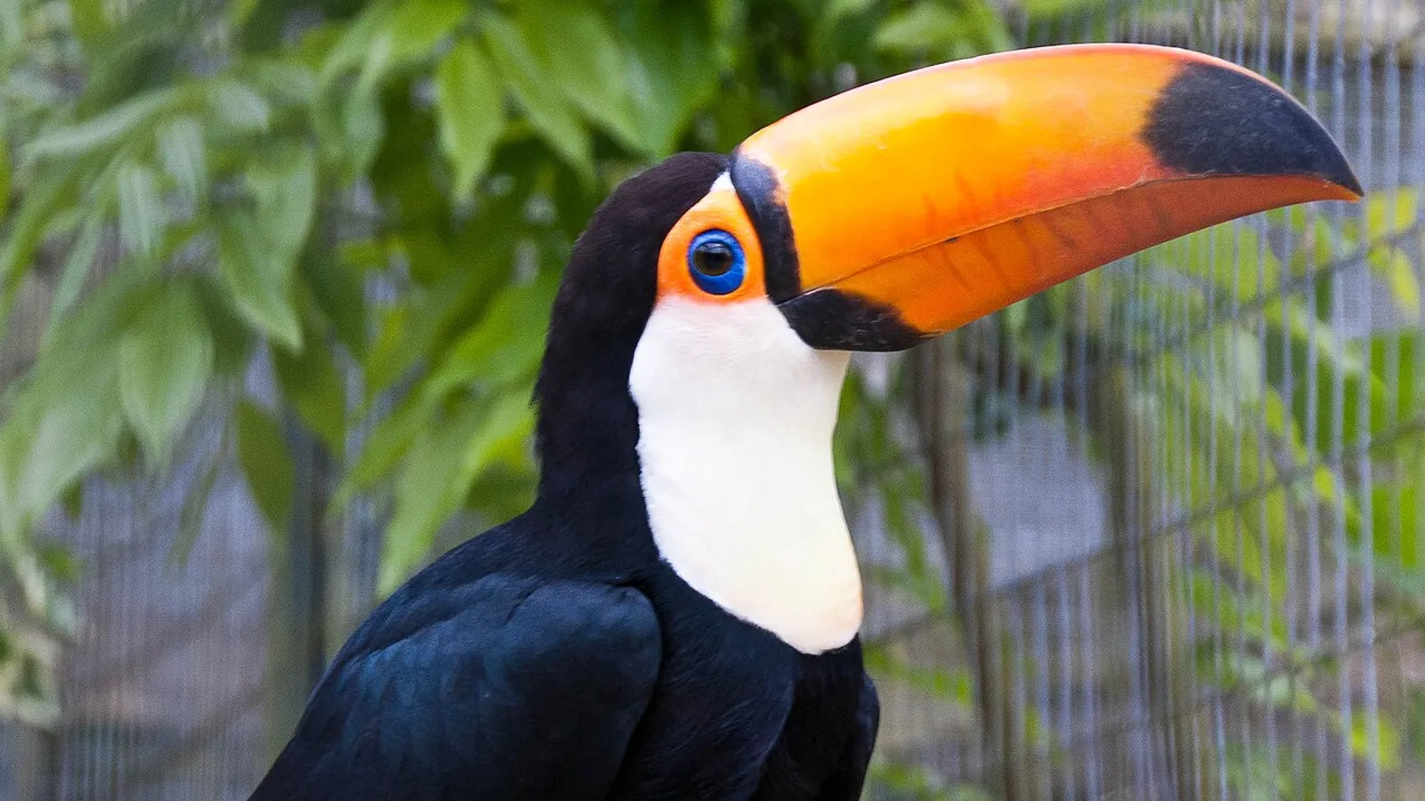 Tucano toco (Ramphastos toco)