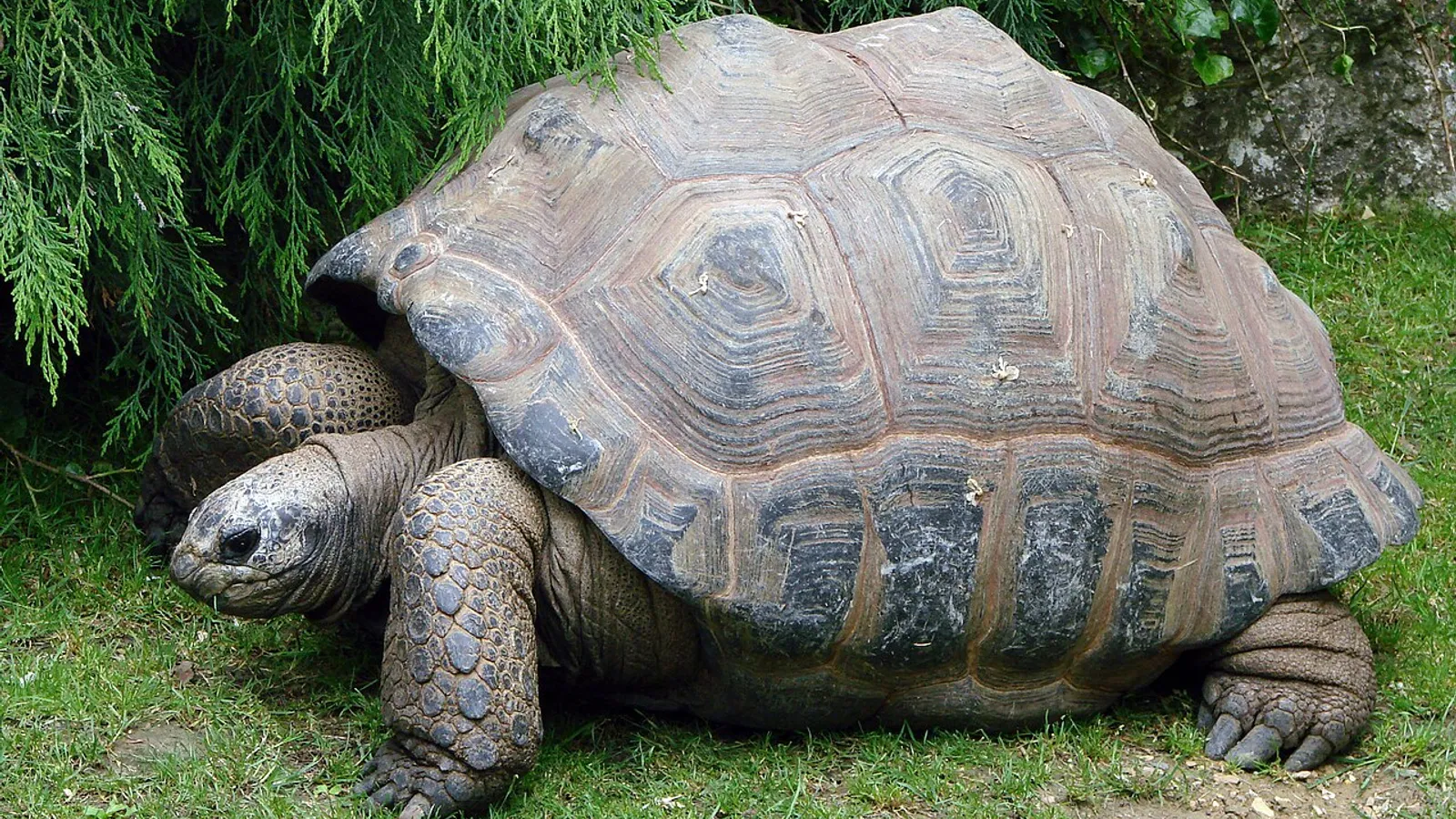 Aldabra giant tortoise (Aldabrachelys gigantea)