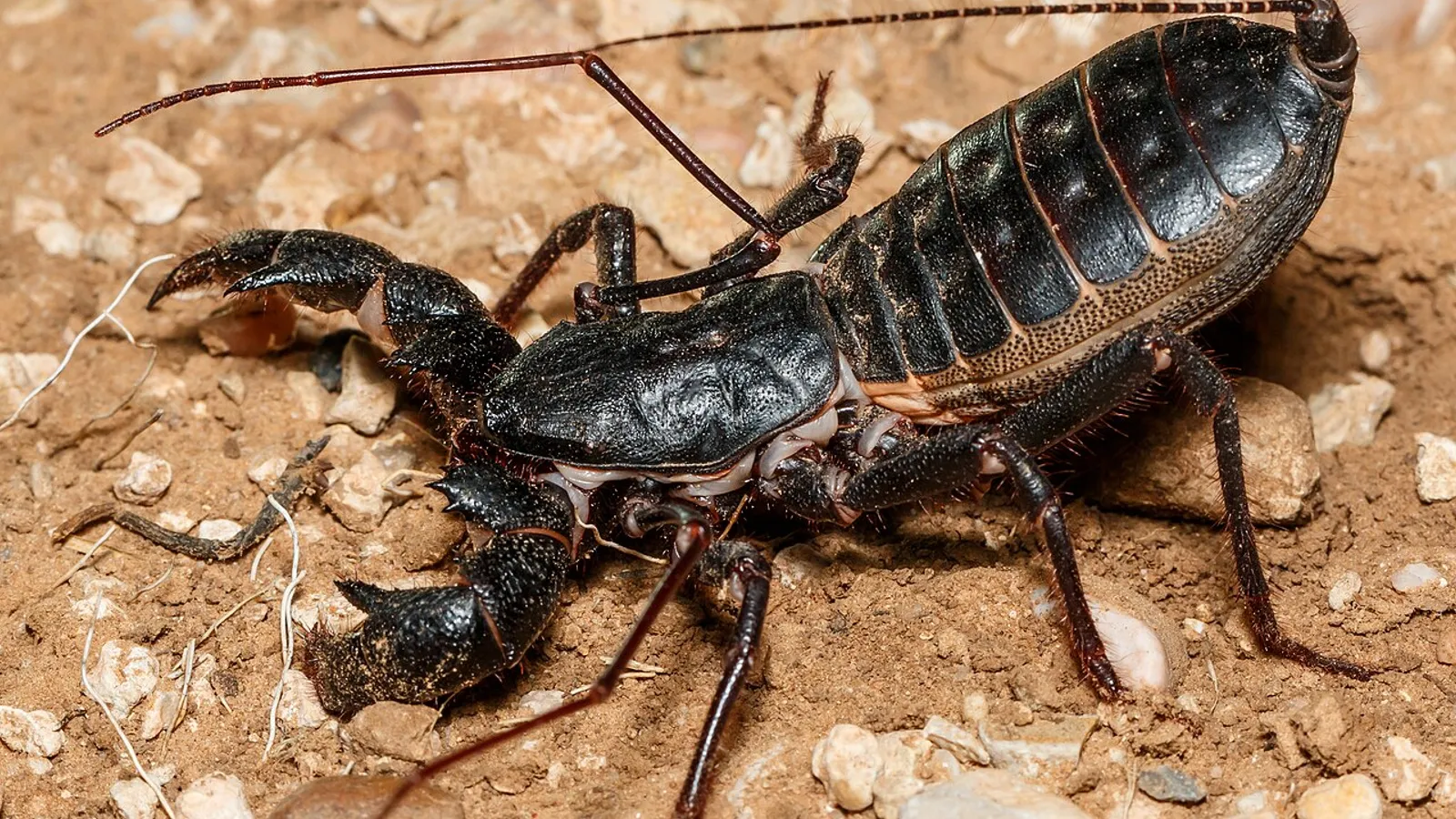 Scorpione della frusta (Mastigoproctus giganteus)