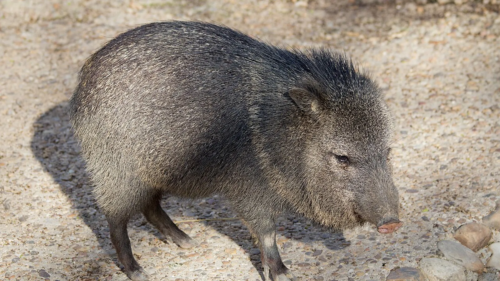 Collared peccary (Pecari tajacu)