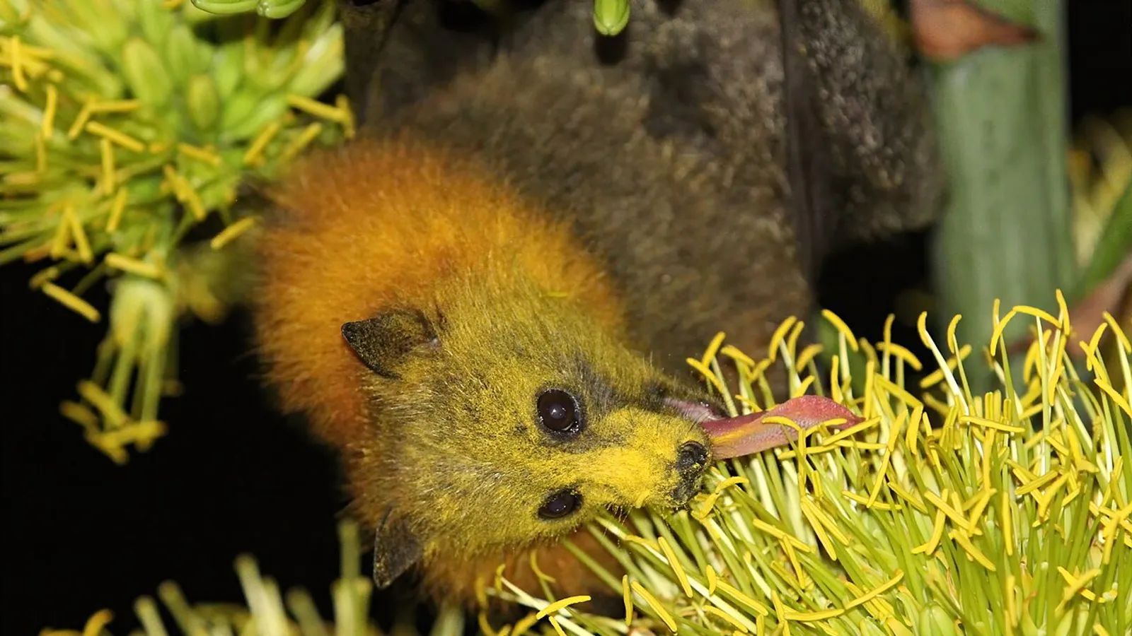 Pipistrello volpe volante dalla testa grigia (Pteropus poliocephalus)