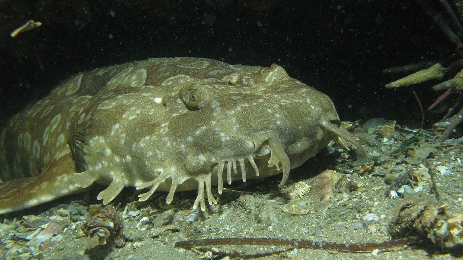 Squalo tappeto maculato (Orectolobus maculatus)