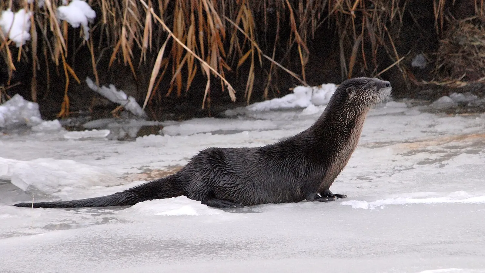 Lontra canadese (Lontra canadensis)
