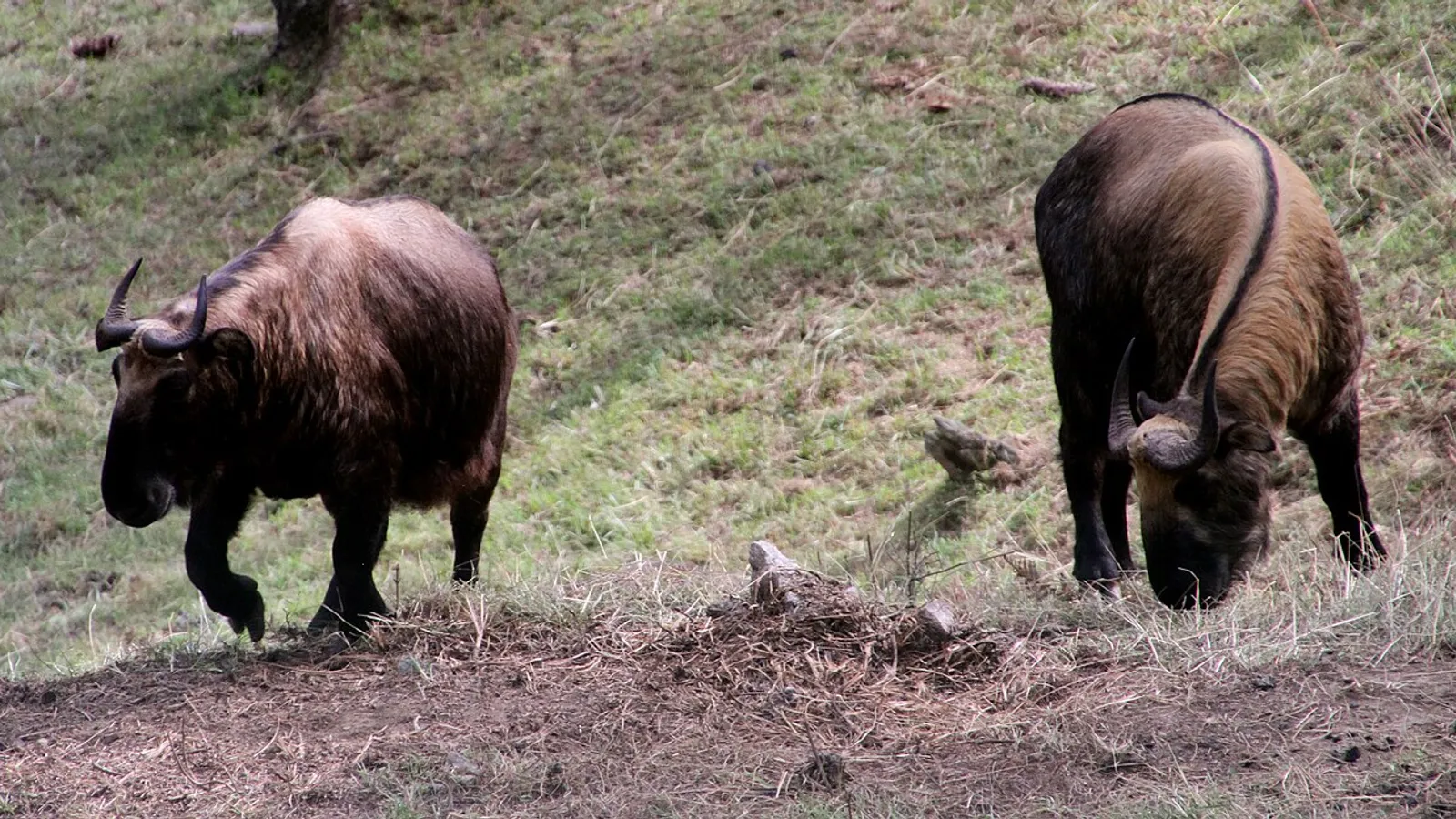 Takin (Budorcas taxicolor)