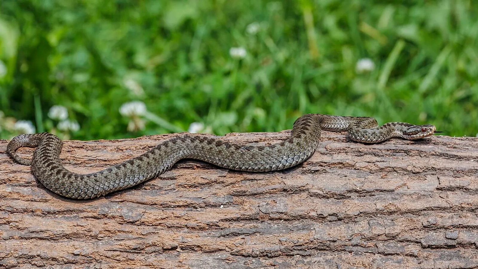 Vipera comune (Vipera berus)