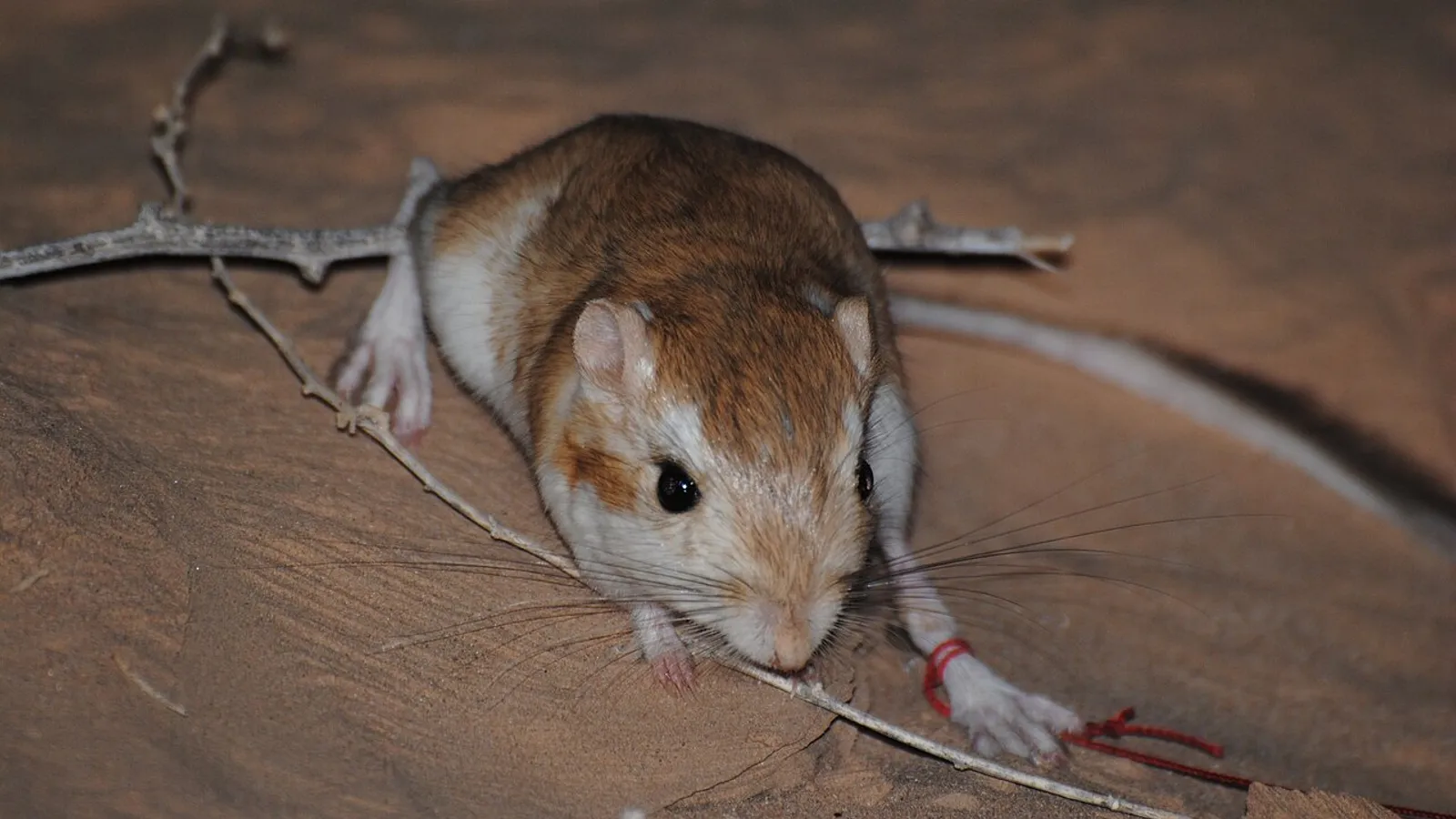 Ratto canguro del deserto (Dipodomys deserti)
