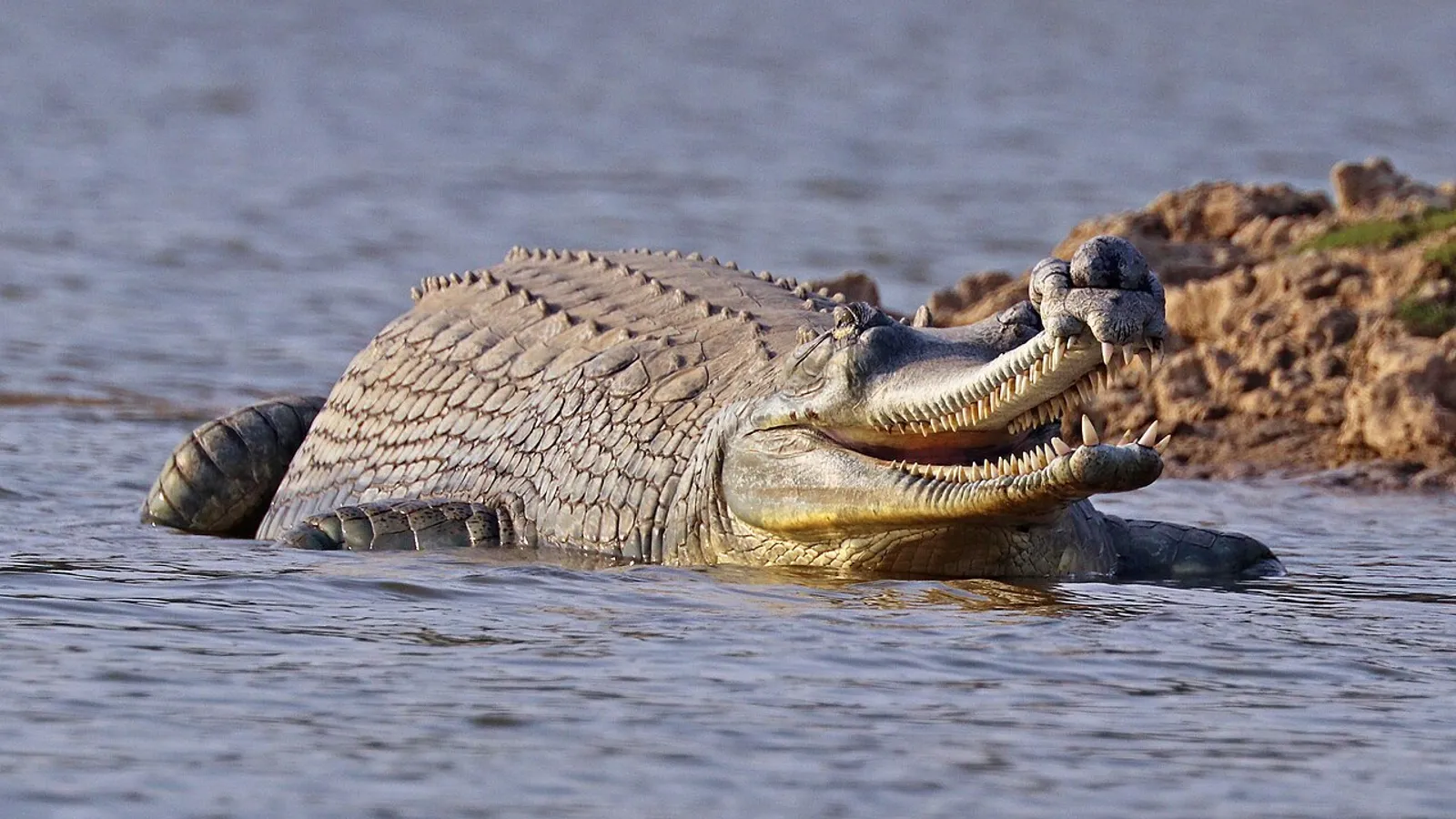 Gaviale del Gange (Gavialis gangeticus)