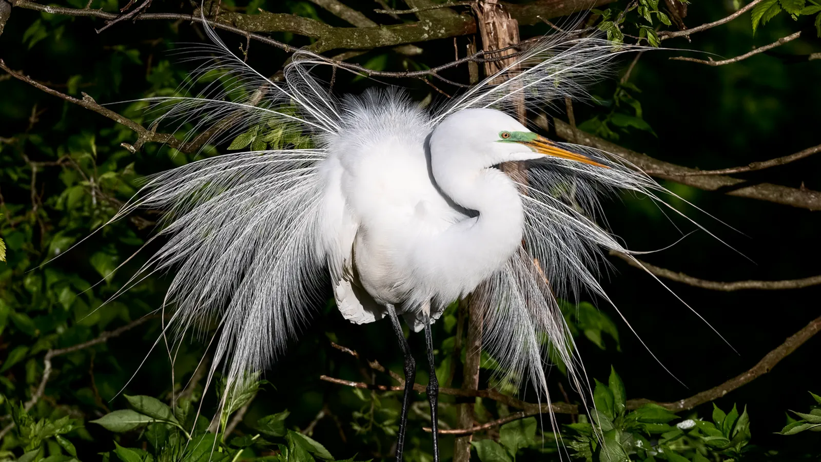 Airone bianco maggiore (Ardea alba)