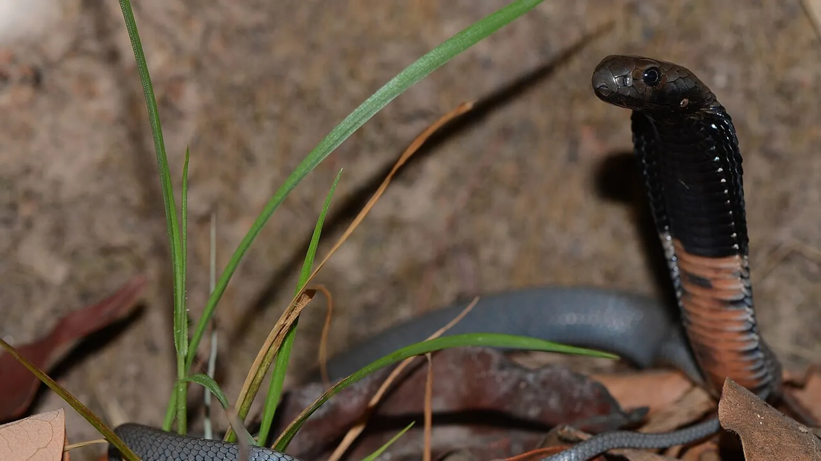 Cobra sputatore dal collo nero (Naja nigricollis)