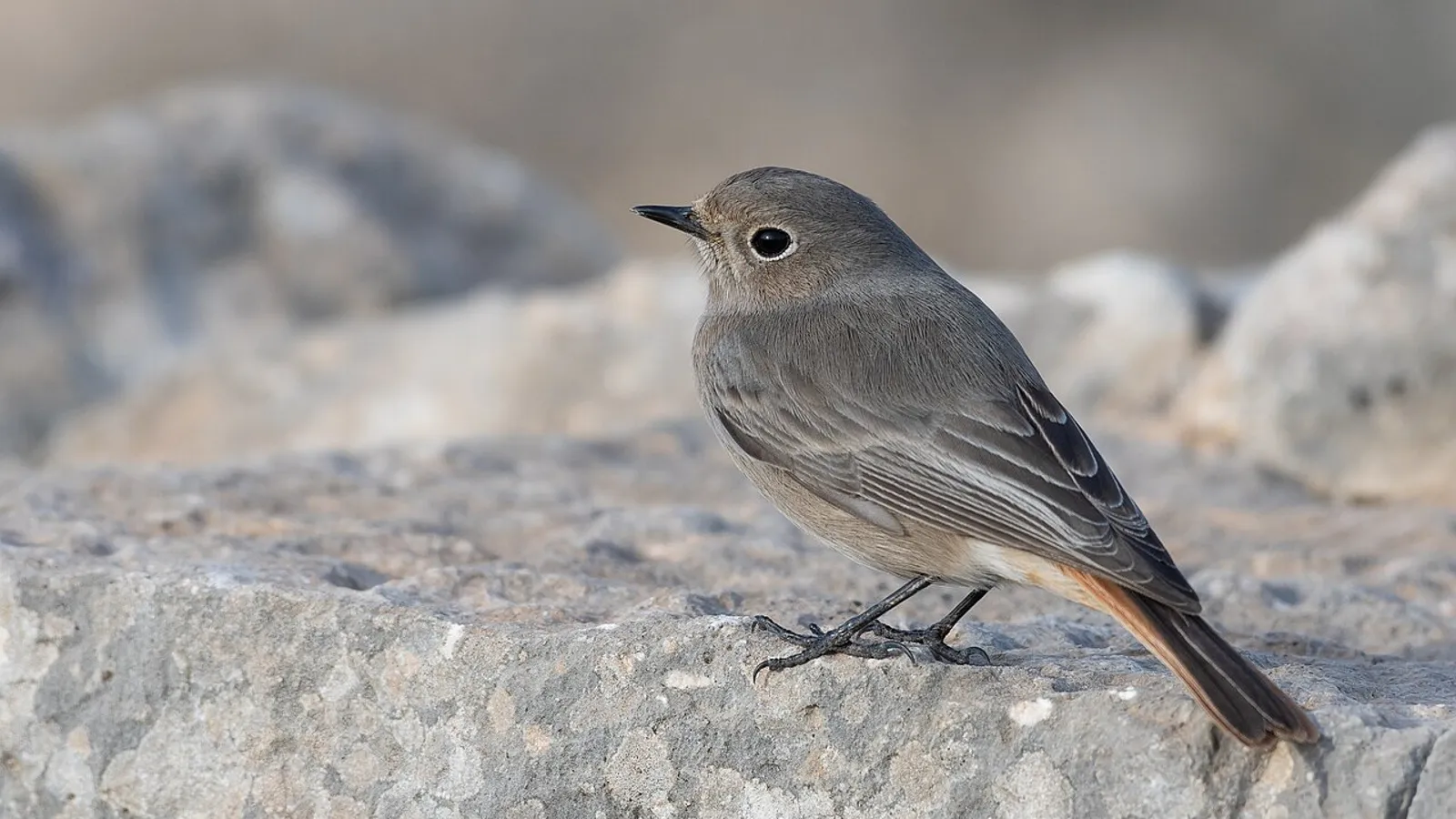 Black redstart (Phoenicurus ochruros)