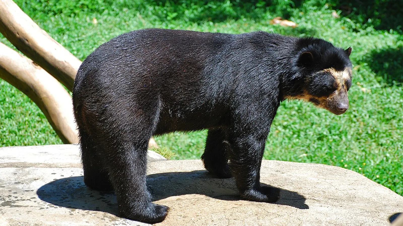 Spectacled bear (Tremarctos ornatus)