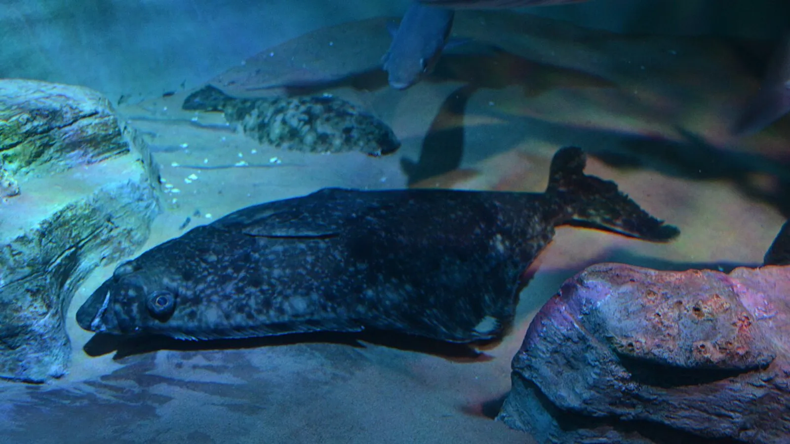 Ippoglosso atlantico (Hippoglossus hippoglossus)