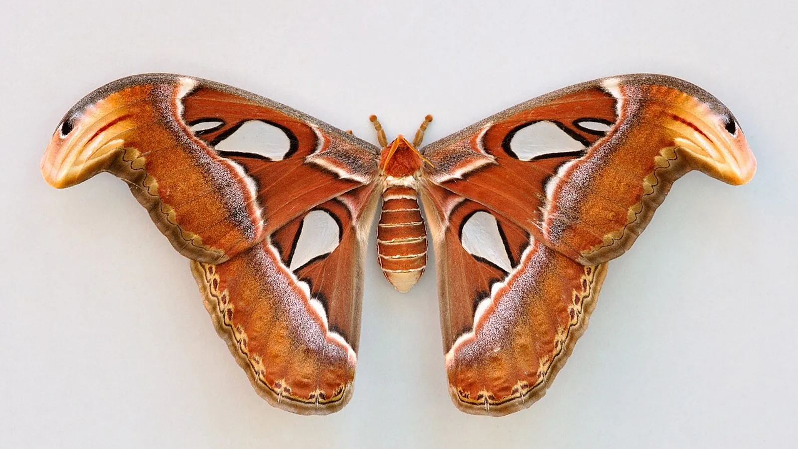Falena atlante (Attacus atlas)