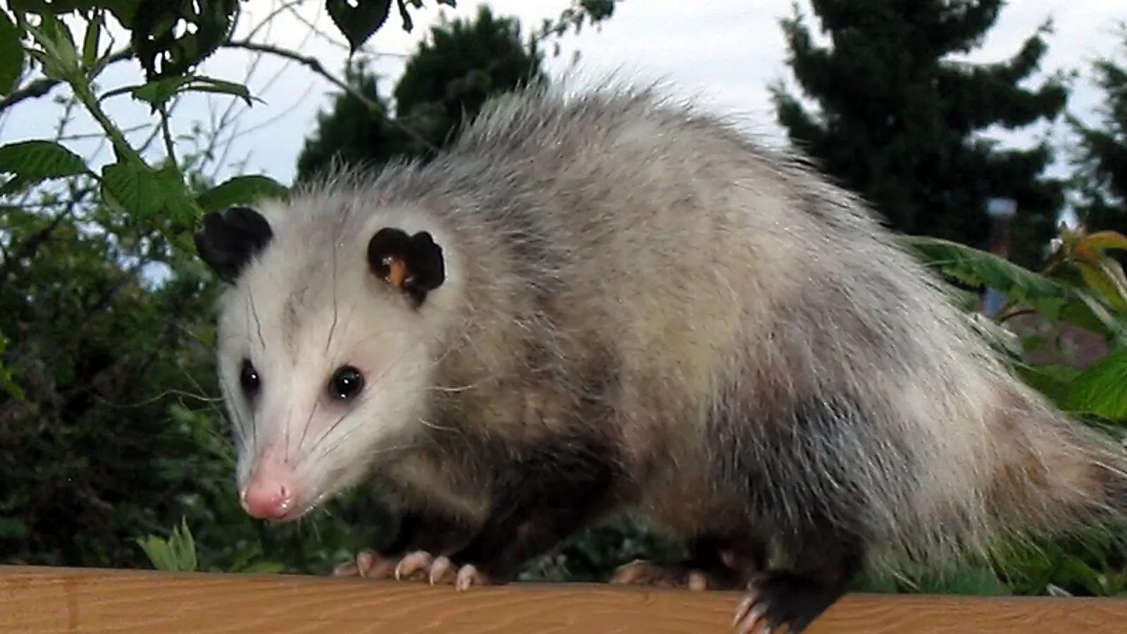 Opossum della Virginia (Didelphis virginiana)