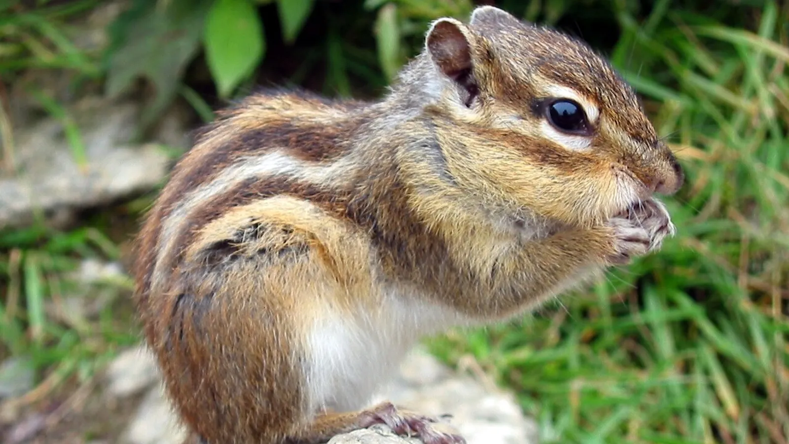 Tamia siberiano (Eutamias sibiricus)