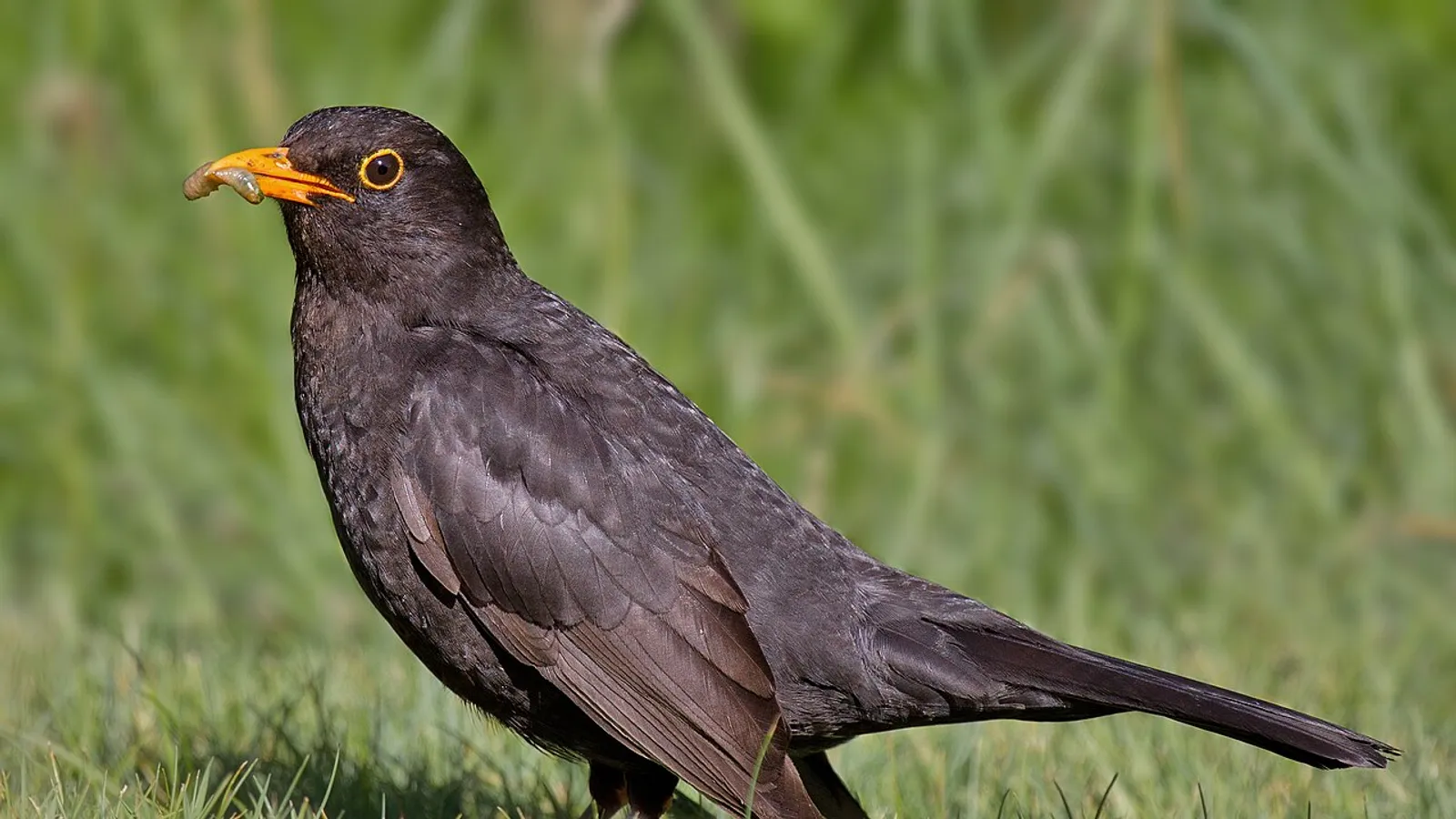 Common blackbird (Turdus merula)