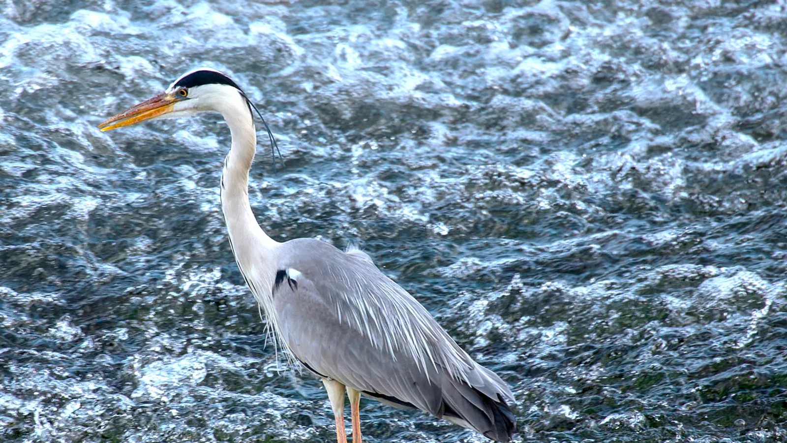 Grey heron (Ardea cinerea)