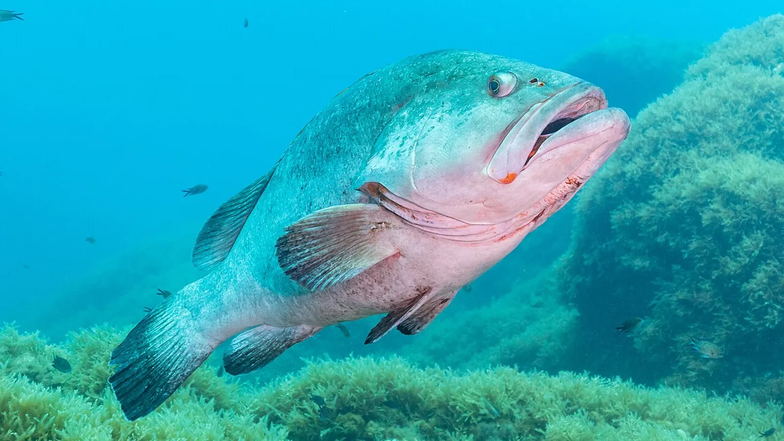 Cernia bruna (Epinephelus marginatus)