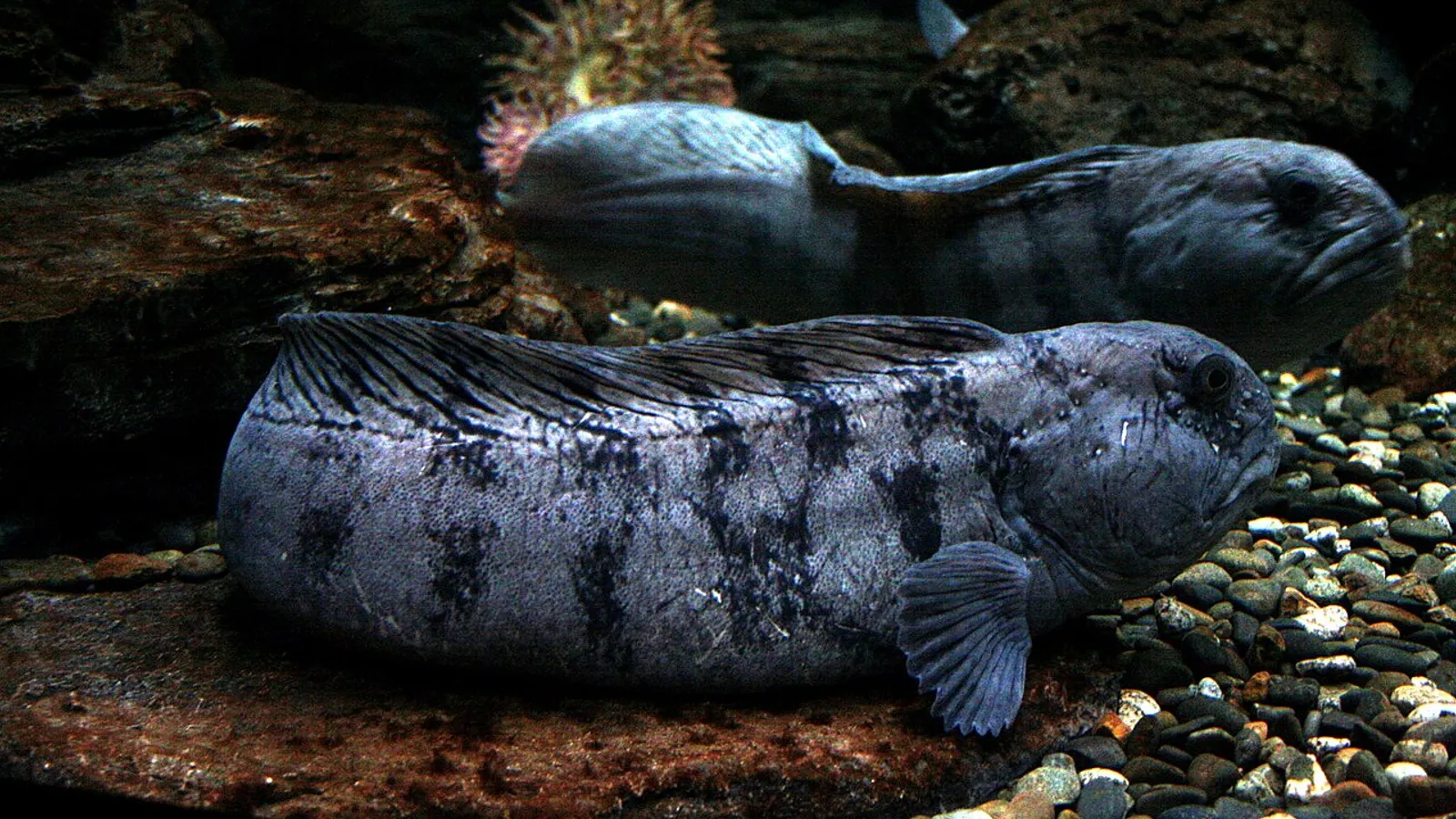 Atlantic wolffish (Anarhichas lupus)