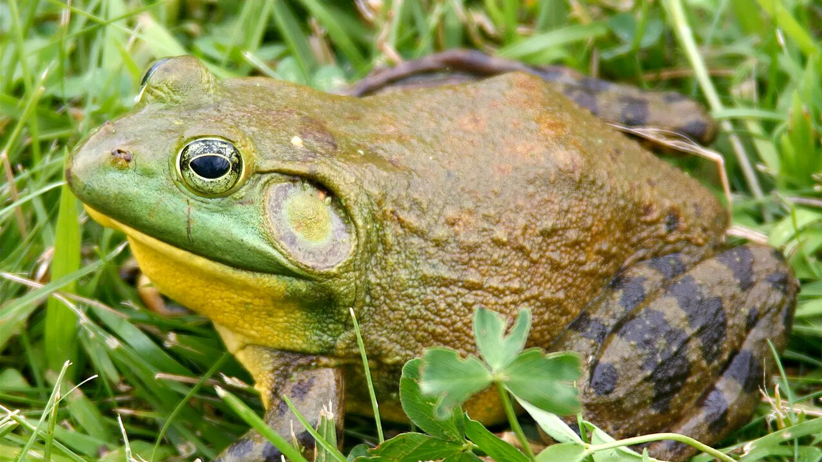 Rana toro americana (Lithobates catesbeianus)