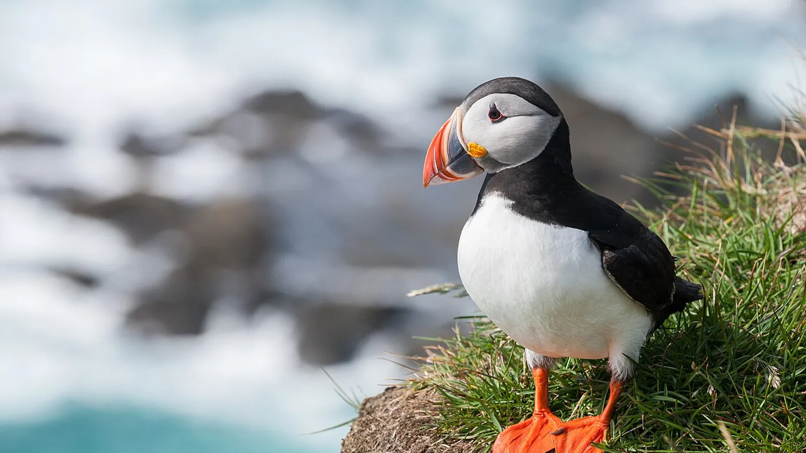 Atlantic puffin (Fratercula arctica)