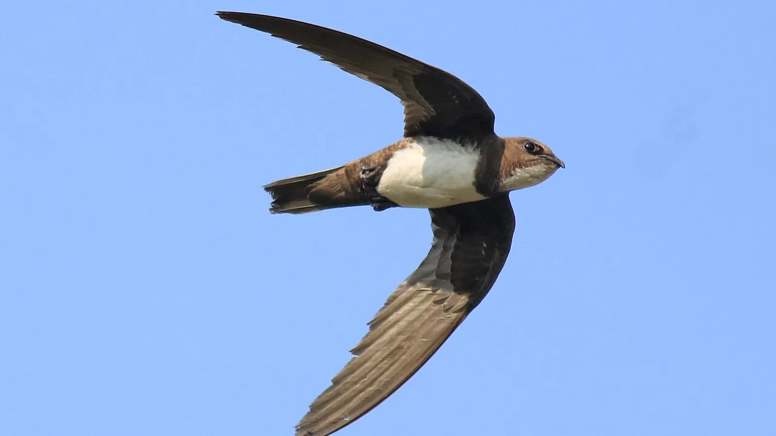 Rondone maggiore (Tachymarptis melba)