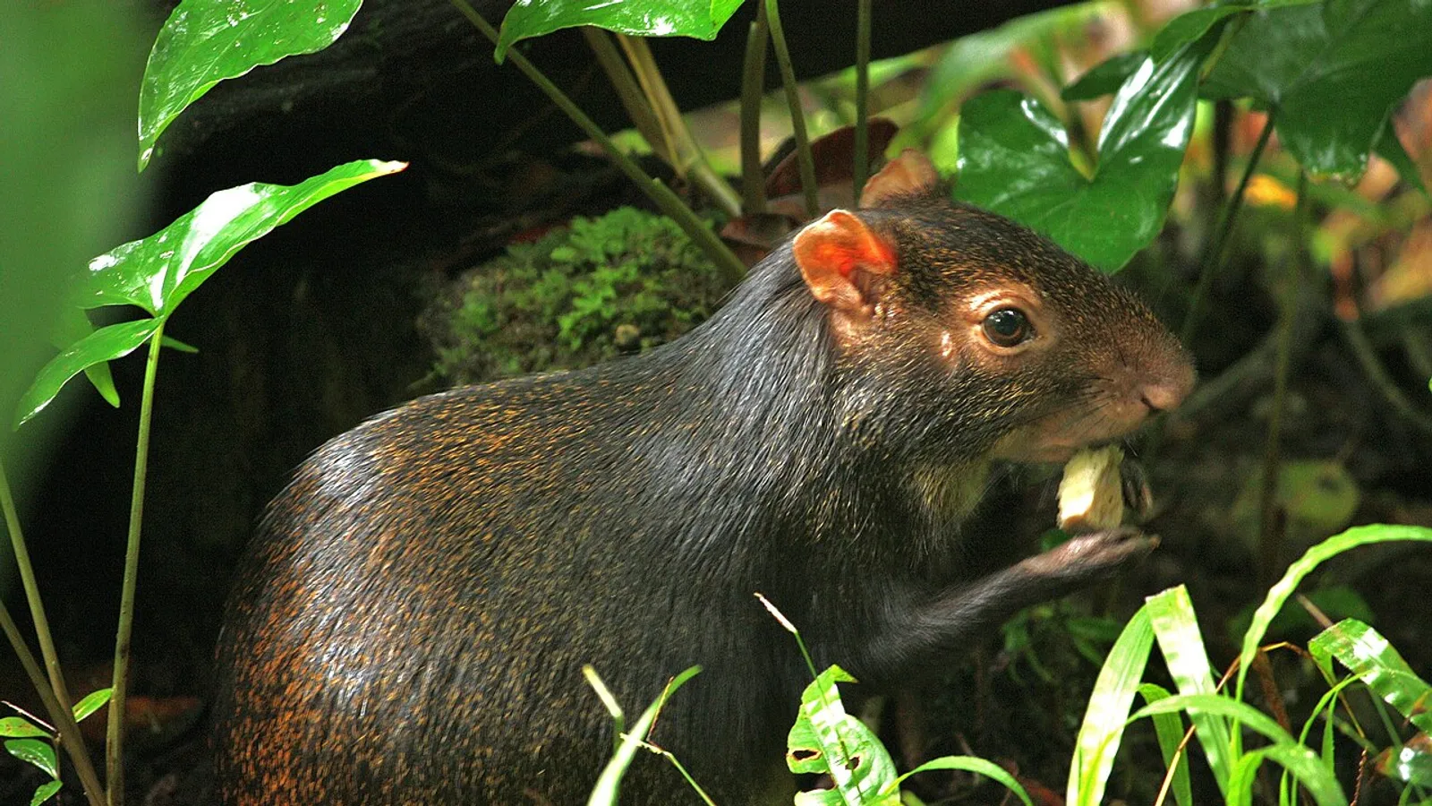 Agouti (Dasyprocta leporina)