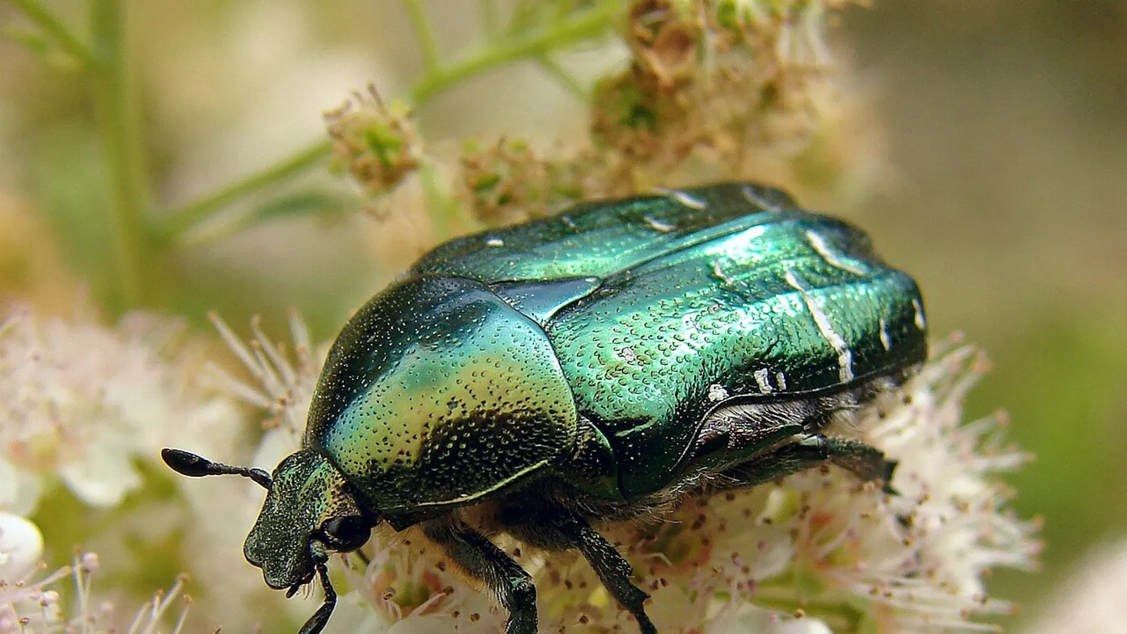 Cetonia dorata (Cetonia aurata)