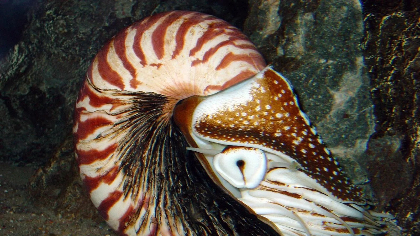 Nautilus (Nautilus pompilius)