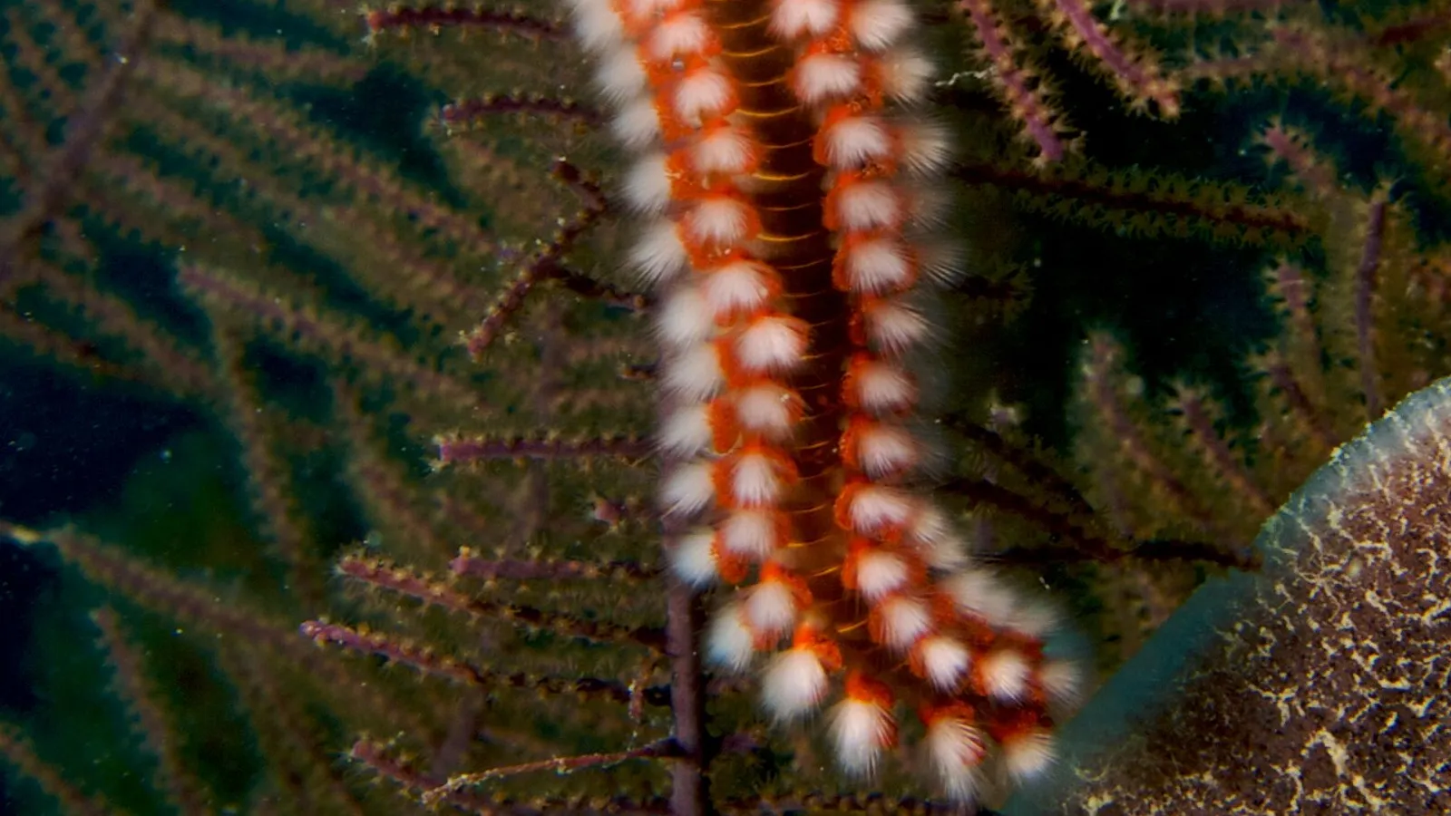 Vermocane (Hermodice carunculata)
