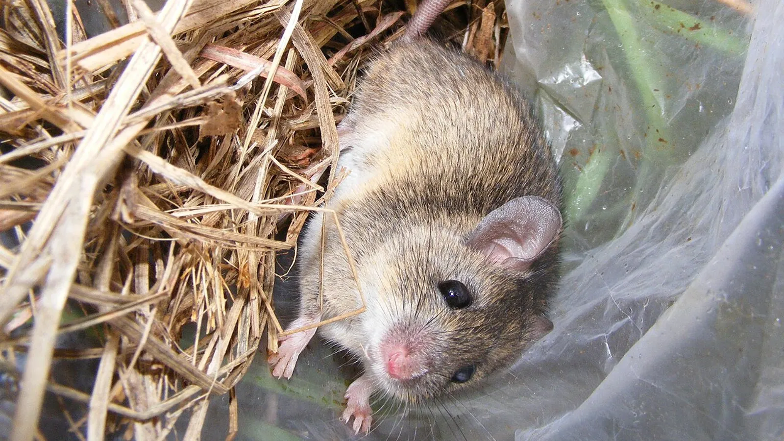 Topo multimammato (Mastomys natalensis)