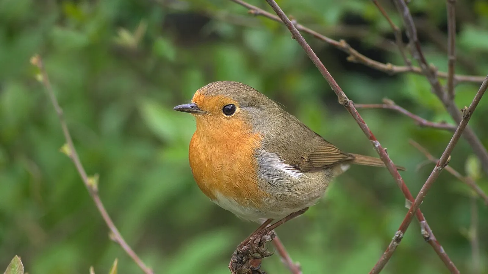 Pettirosso (Erithacus rubecula)