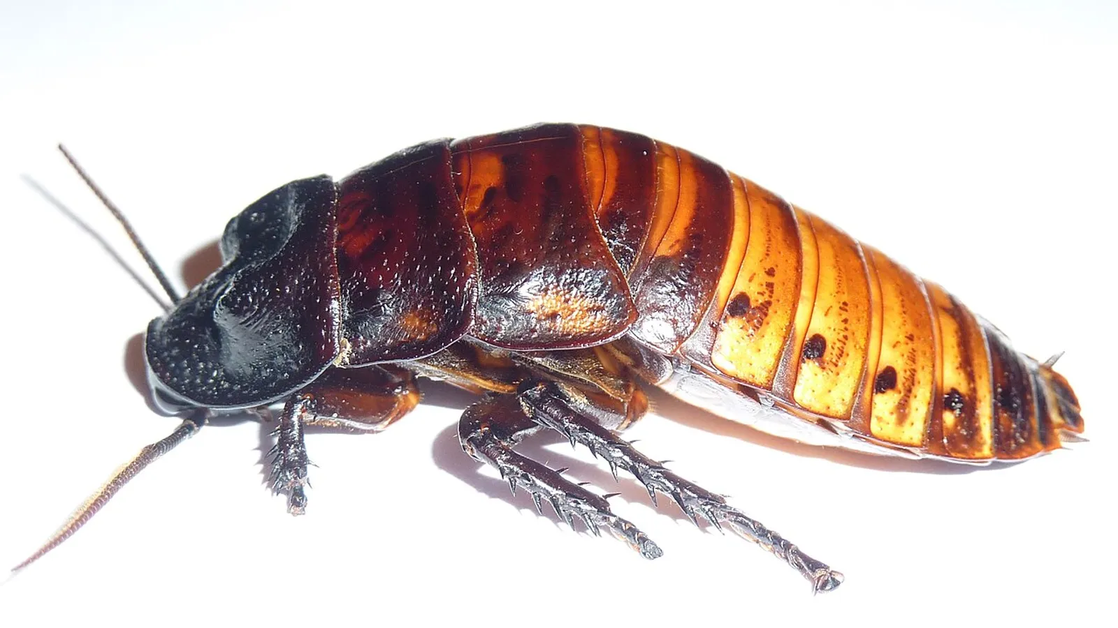 Blatta sibilante del Madagascar (Gromphadorhina portentosa)