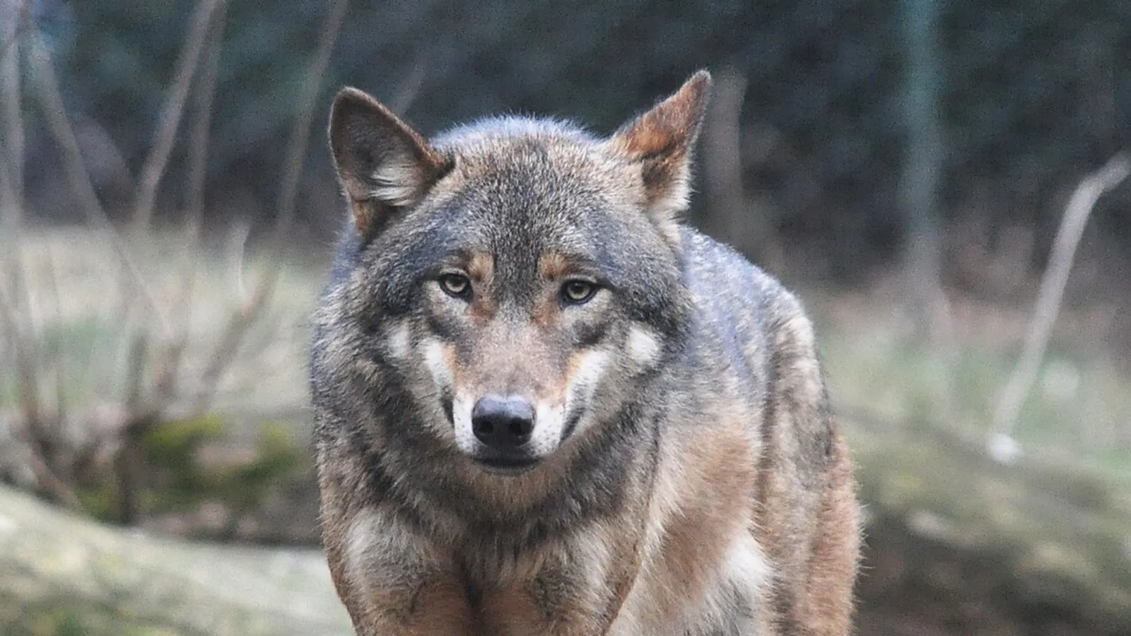 Lupo grigio (Canis lupus)