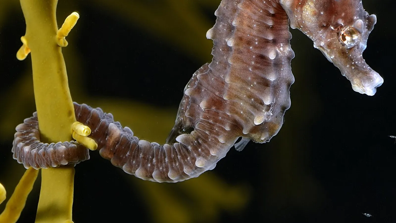 Cavalluccio marino (Hippocampus hippocampus)