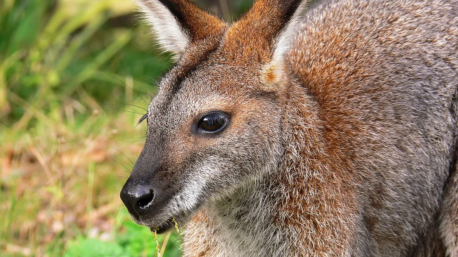 Wallaby dal collo rosso (Notamacropus rufogriseus)