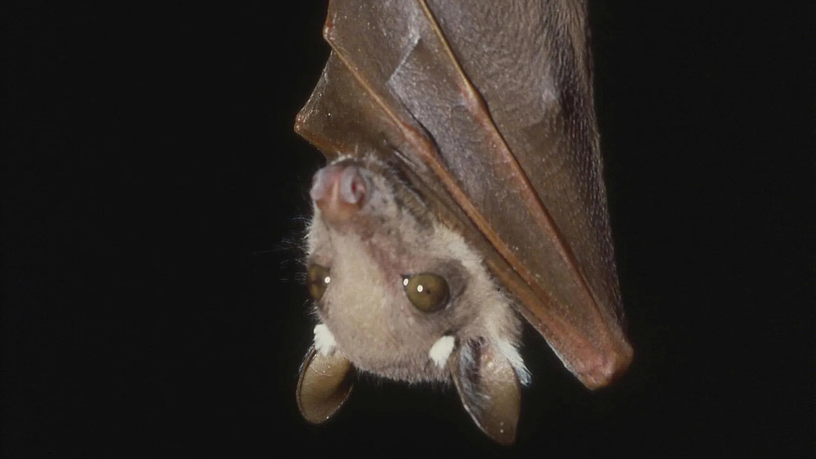 Pipistrello dalle epaulette di Wahlberg (Epomophorus wahlbergi)