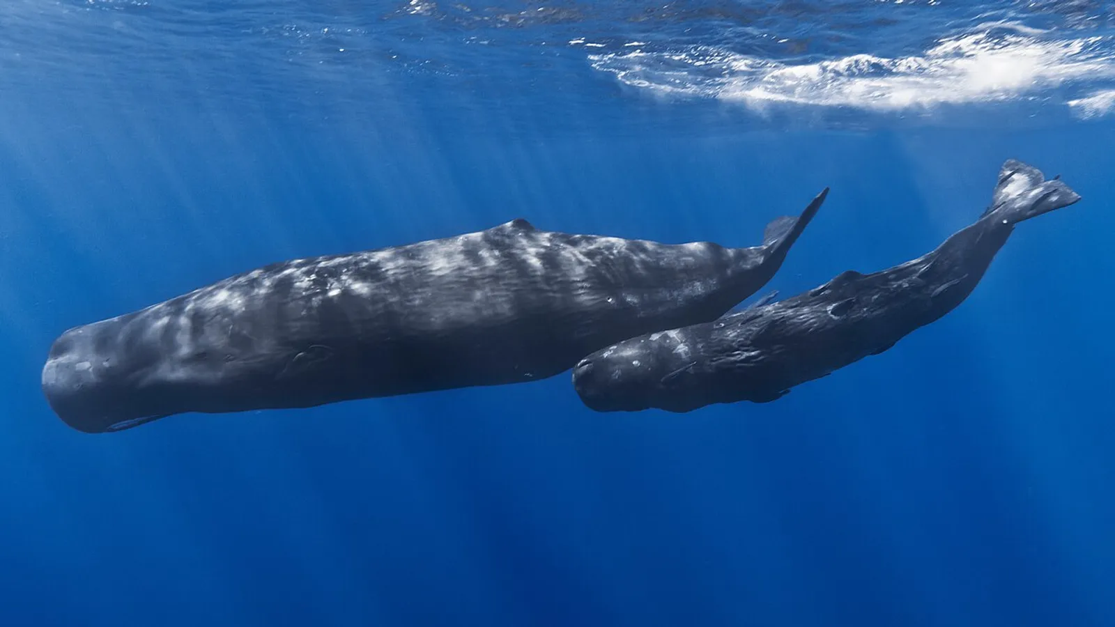 Capodoglio (Physeter macrocephalus)