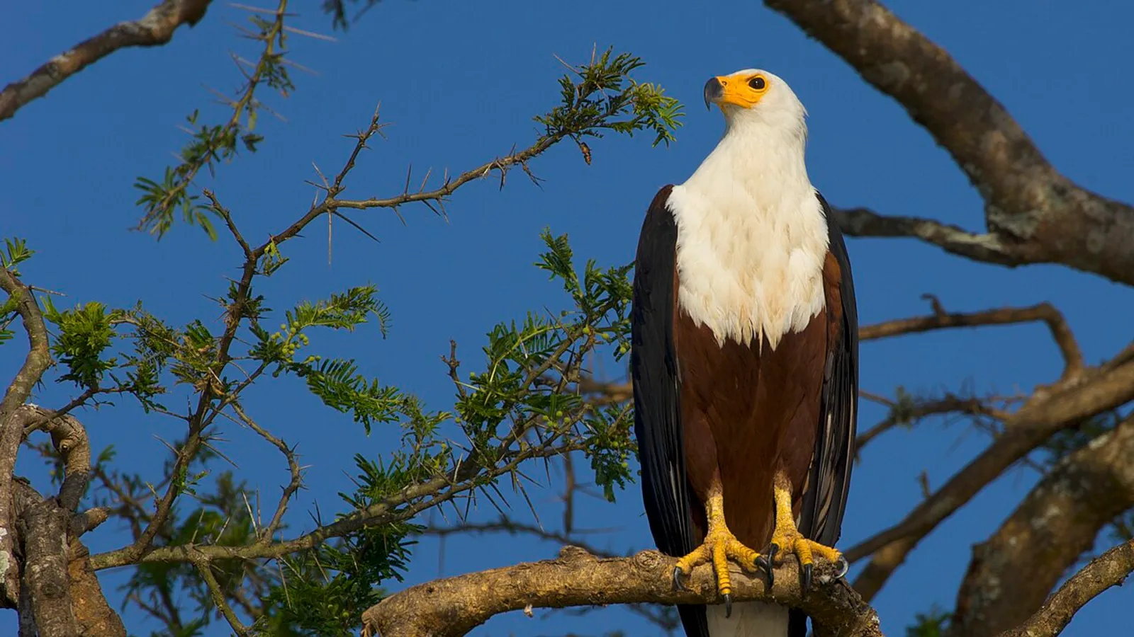 Aquila pescatrice africana (Haliaeetus vocifer)