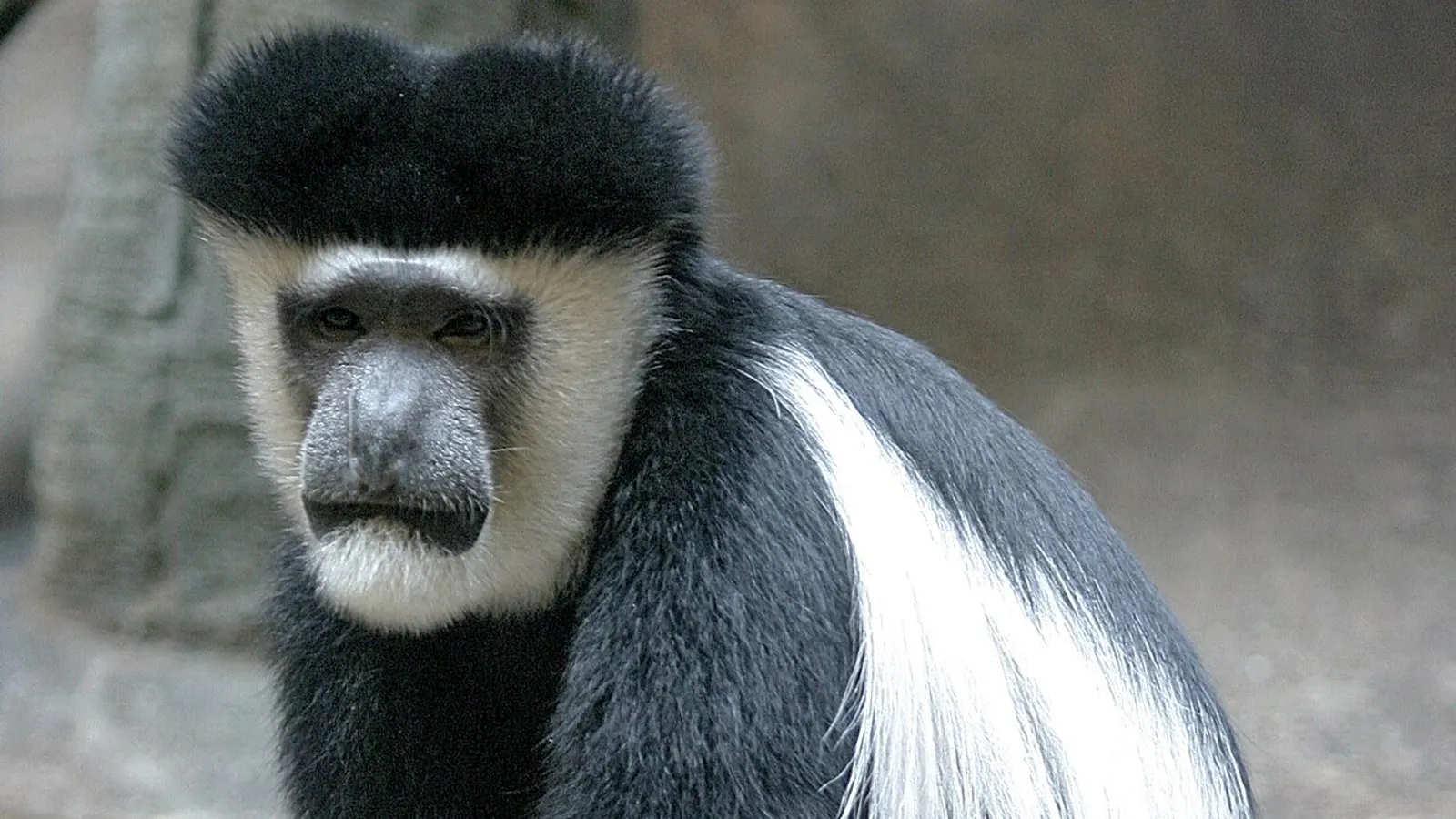 Colobo guereza (Colobus guereza)