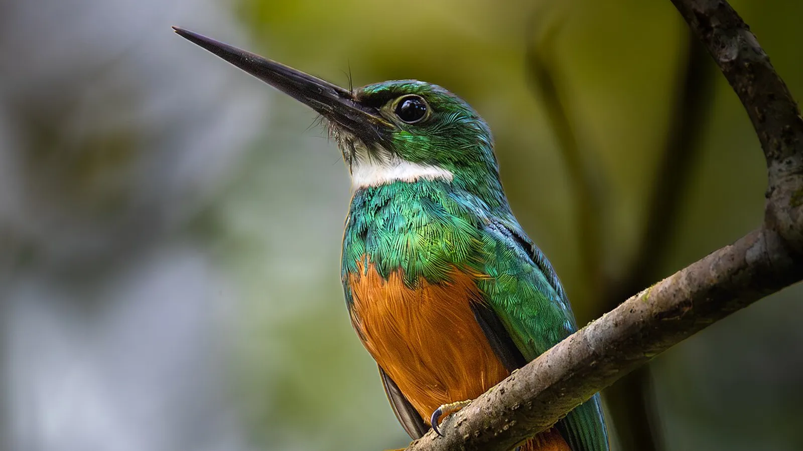 Jacamar codarossiccia (Galbula ruficauda)